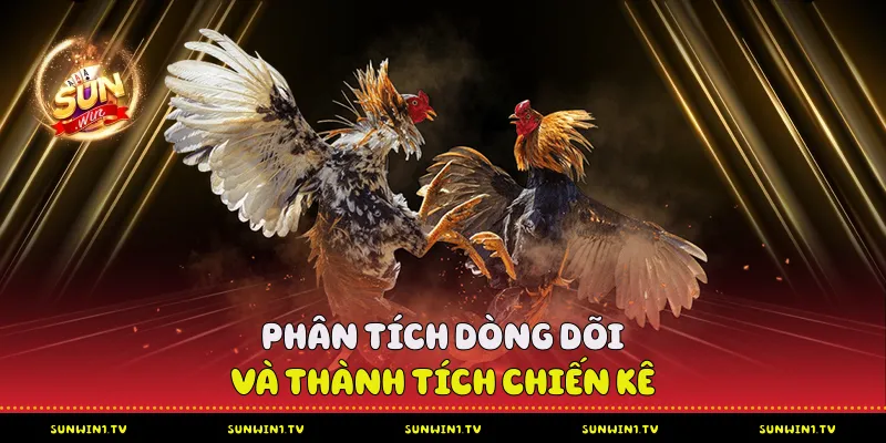 Phân tích dòng dõi và thành tích chiến kê